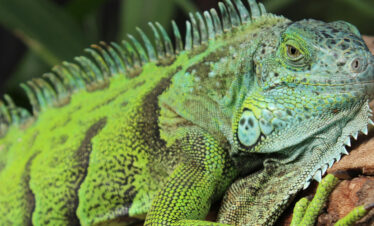 Iguanas + La Hacienda del Cielo